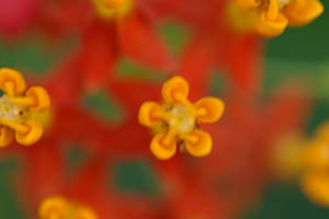 butanika garden orangeflower.jpg